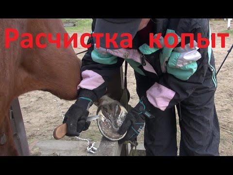 Видео: Расчистка копыт. Что нужно убрать, а что не трогать.