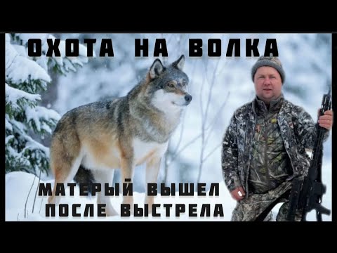 Видео: Охота на волков. Охота на вабу. Как два кума на волка ходили…
