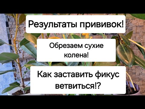 Видео: Как заставить фикус Робуста ветвиться?! Результаты прививок! Наводим красоту! 15.05.2024г.