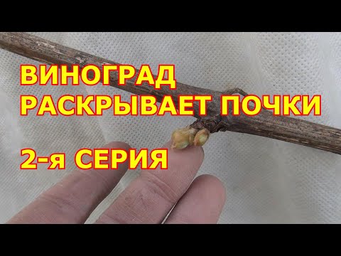 Видео: 2 я серия ВИНОГРАД  РАСКРЫВАЕТ ПОЧКИ.  Красота!