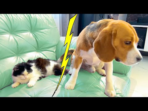 Видео: ДРУГ VS  ВРАГ. КОТ ПРОТИВ СОБАКИ. БРОС ШОУ ПЕТ