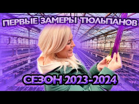 Видео: Первые замеры тюльпанов. Сезон 2023-2024