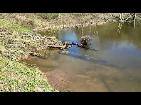 Видео: Прогулка по весеннему лесу.