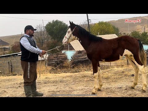 Видео: Чекир энеси Генерал Токоакеден +996-559-810-606  11 ноября 2025 г.