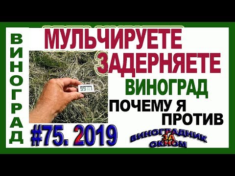 Видео: 🍇 Вы ЗАДЕРНЯЕТЕ или МУЛЬЧИРУЕТЕ виноград? ПОЧЕМУ я против. Немного размышлений.