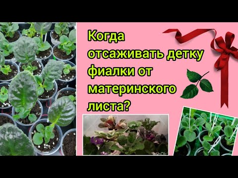 Видео: Когда отсаживать детку фиалки от материнского листа? Что нужно учитывать при пересадке?