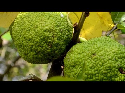 Видео: Посадки фисташки и маклюры на Морелеса