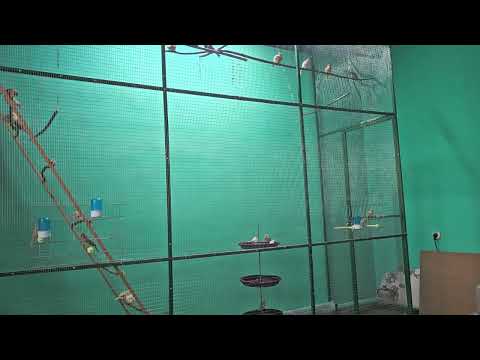 Видео: Канарейки- секрет жёрдочек раскрыт. Утренний релакс