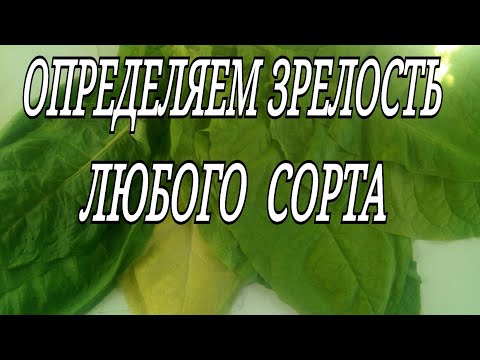 Видео: ДНЕВНИК ТАБАКОВОДА № 67 Определяем зрелость любого сорта ТАБАК