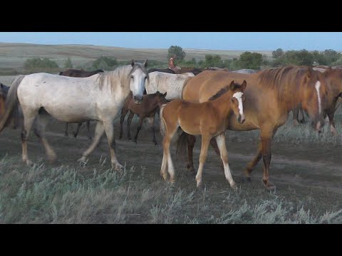 Видео: Вечерний табун лошадей на водопое.