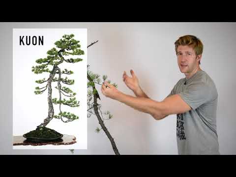 Видео: Формирование сосны Бунжин | Bonsai-U