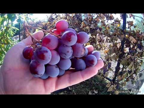 Видео: Домашнее виноделие от А до Я