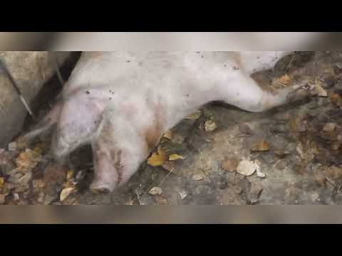 Видео: СВИНОМАТКА НЕ МОЖЕТ РАЗРОДИТСЯ, ЧТО НУЖНО ДЕЛАТЬ?THE SOW CAN'T GIVE BIRTH, WHAT SHOULD I DO?