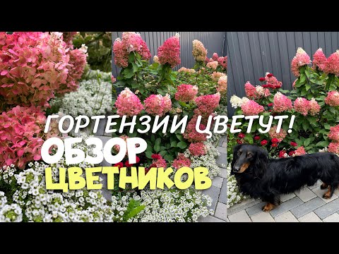 Видео: 16 СЕНТЯБРЯ / ГОРТЕНЗИИ ЦВЕТУТ / ОБЗОР ЦВЕТНИКОВ