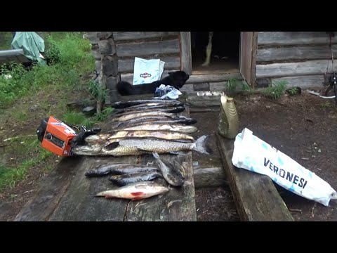 Видео: В ТАЙГУ НА РЫБАЛКУ С НОЧЕВКОЙ / ТАЕЖНАЯ ИЗБА / РЫБАЛКА НА СПИННИНГ / ЩУКИ И ОКУНИ / Часть 2