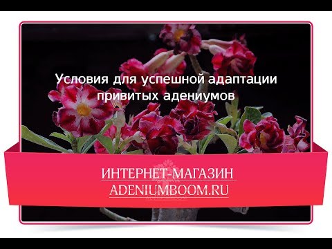 Видео: Условия для успешной адаптации привитого адениума