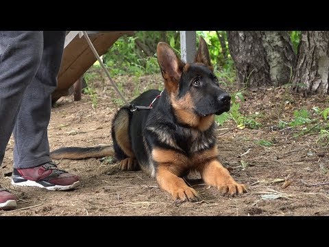 Видео: ДТ-74. Знакомьтесь, щенок немецкой овчарки Тор.