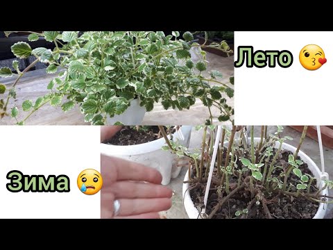Видео: ПЛЕКТРАНТУСЫ зимой...чахлые!!!