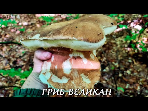 Видео: ЗНАЙШОВ ГРИБА ВЕЛИКАНА ГИГАНСЬКОГО РОЗМІРУ