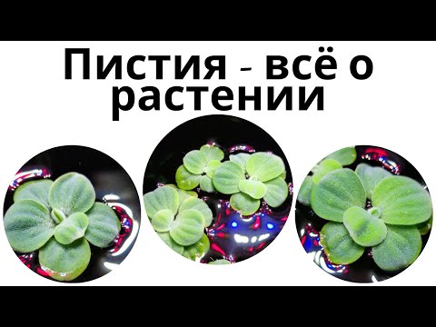 Видео: Пистия  - аквариумное растение. Содержание. Уход