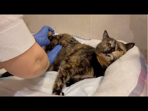 Видео: У Нас Родились Котята! Всей Семьей Гадали Какого Они Цвета? НИКТО Не Угадал