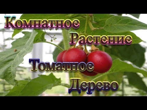 Видео: Как в домашних условиях вырастить Томатное дерево