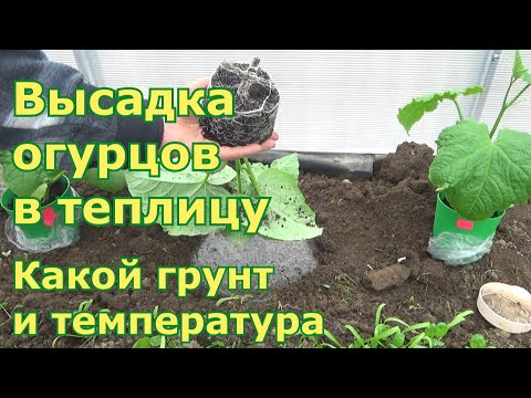 Видео: Высадка огурцов в поликарбонатную теплицу. При какой температуре грунта и что положила в лунки.