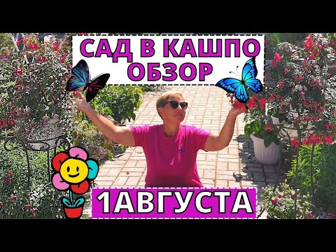Видео: Цветочные композиции в кашпо. Разнообразие и мобильность. Обзор цветов в кашпо на 1 августа #2