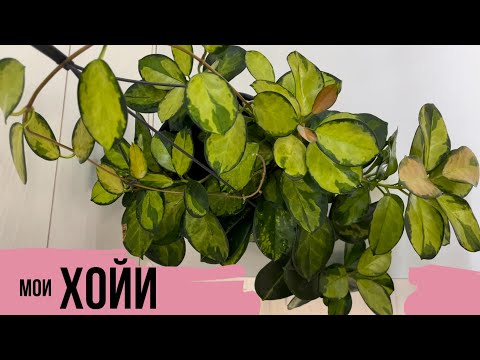 Видео: ХОЙИ❗️ разрешила им НЕ цвести🪴ВСЯ МОЯ КОЛЛЕКЦИЯ! хойя хойи