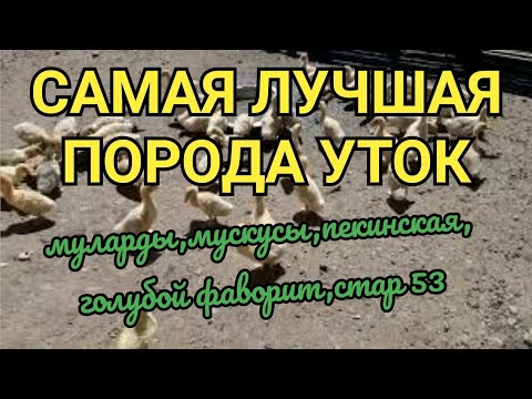 Видео: Какую утку выбрать?Самые выгодные утки/ Мясные утки породы