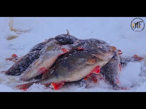 Видео: Крупный окунь зимой на блесну и балансир. Супер рыбалка 2018 .Озеро Ильмень.