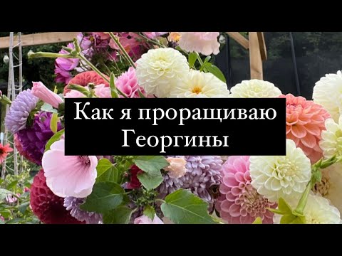 Видео: Как я проращиваю георгины (2024г.)