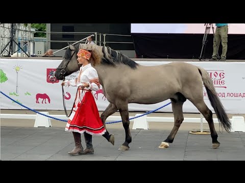 Видео: Эта порода лошадей едва не пропала и чудом была спасена: презентация вятский лошади.