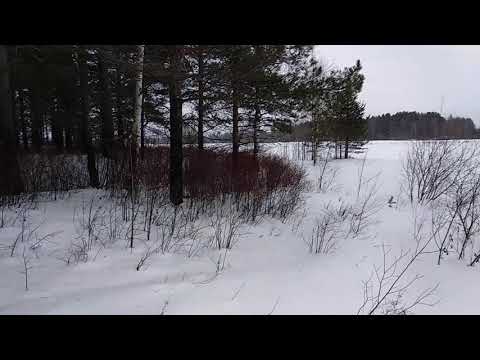 Видео: Как подростки спровоцировали нападение медведя