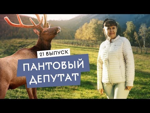 Видео: Народная медицина или надувательство? Горный Алтай: мараловая лихорадка.