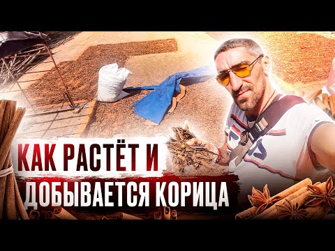 Видео: Как растёт и добывается корица/ cinnamon plant Srilanka (Eng sub)