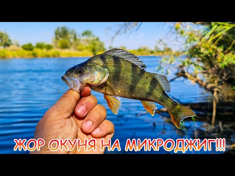 Видео: Попал на ЖОР окуня!  Рыбалка на МИКРОДЖИГ!
