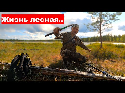 Видео: Таёжные будни: Сбор грибов, рыбалка и жизнь в лесной избушке