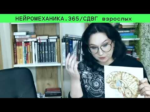 Видео: Хватит Винить Себя! Нейрофизиология СДВГ у Взрослых, Которую не Знают Врачи