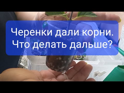 Видео: Черенки укоренились.Что делаем дальше...