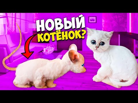 Видео: Это  Большая КРЫСА ???!!!  Что случилось с КОШЕЧКОЙ ВАСИЛИСОЙ ???!!!