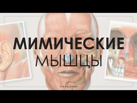 Видео: Мимические мышцы: строение и функции