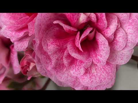 Видео: Пеларгония СиМ Диадема