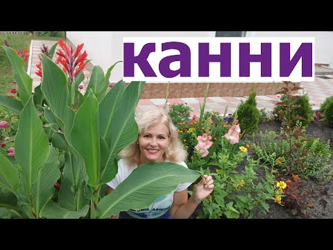Видео: Виростити Канну легко! Секрети догляду за Канною. КАННИ ВІД ПОСАДКИ ДО РЕЗУЛЬТАТУ