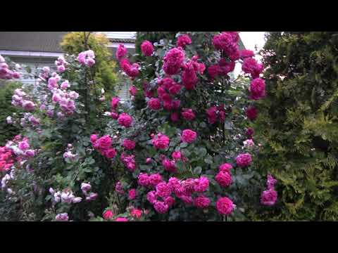 Видео: Плетистые розы Кордес  Bajazzo  Laguna  Jasmina  Alaska  Peach Melba