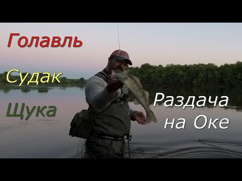 Видео: Ока. Раздача на перекате: голавли, судак, щука.