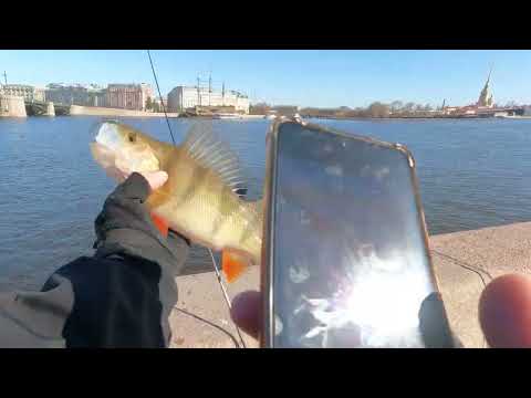 Видео: Рыбалка на Неве спиннингом , приятный бонус✅