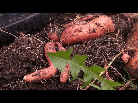 Видео: Выращивание батата, сладкого картофеля