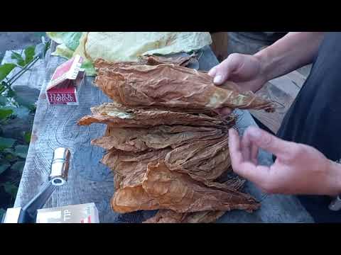 Видео: Табак сорт ароматный. дегустация первой ломки.