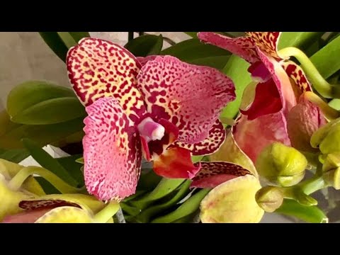 Видео: Эти невероятные орхидеи. Переходим на тёплые отправки.